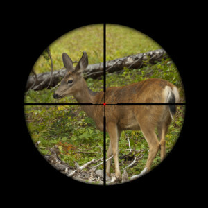 the best hunting scope