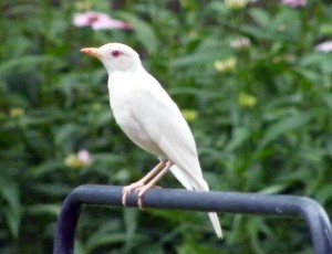 optics den birding albino robin