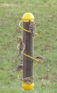 optics den birding thistle feeder