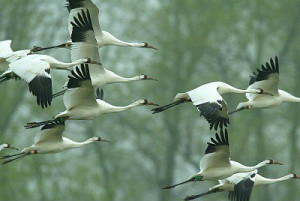 optics den birding whooping crane flock