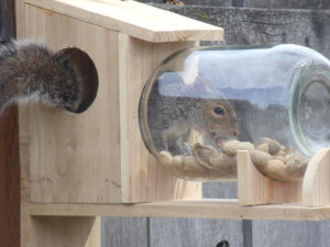 optics den birding squirrel in jar feeder